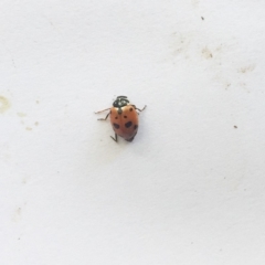 Hippodamia variegata (Spotted Amber Ladybird) at Hughes, ACT - 10 Nov 2018 by ruthkerruish