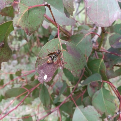 Polistes (Polistella) humilis (Common Paper Wasp) at Pambula, NSW - 10 Nov 2018 by stephskelton80