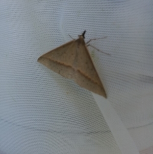 Epidesmia tryxaria at Pambula, NSW - 10 Nov 2018