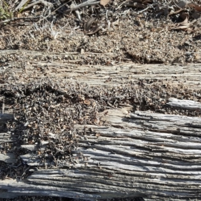 Papyrius nitidus (Shining Coconut Ant) at Jerrabomberra, ACT - 10 Nov 2018 by Mike