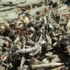 Papyrius nitidus at Jerrabomberra, ACT - 10 Nov 2018