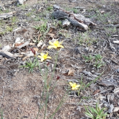 Tricoryne elatior (Yellow Rush Lily) at Isaacs Ridge and Nearby - 10 Nov 2018 by Mike