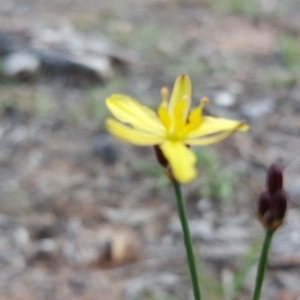 Tricoryne elatior at Jerrabomberra, ACT - 10 Nov 2018 04:51 PM