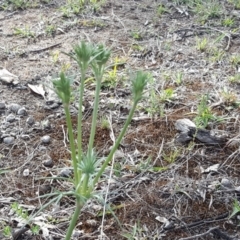 Eryngium ovinum (Blue Devil) at Isaacs Ridge Offset Area - 10 Nov 2018 by Mike