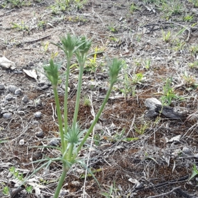 Eryngium ovinum (Blue Devil) at Jerrabomberra, ACT - 10 Nov 2018 by Mike