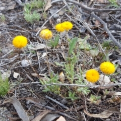 Leptorhynchos squamatus (Scaly Buttons) at Isaacs Ridge Offset Area - 10 Nov 2018 by Mike