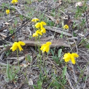 Goodenia pinnatifida at Isaacs Ridge Offset Area - 10 Nov 2018