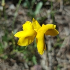 Goodenia pinnatifida at Isaacs Ridge Offset Area - 10 Nov 2018