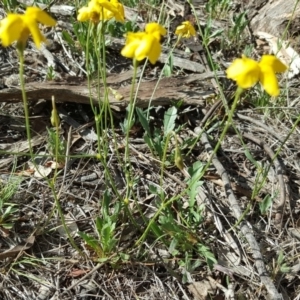 Goodenia pinnatifida at Isaacs Ridge Offset Area - 10 Nov 2018