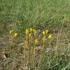 Bulbine bulbosa (Golden Lily) at Isaacs Ridge and Nearby - 10 Nov 2018 by Mike