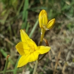 Bulbine bulbosa at Jerrabomberra, ACT - 10 Nov 2018