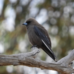 Artamus cyanopterus cyanopterus (Dusky Woodswallow) at Paddys River, ACT - 9 Nov 2018 by MatthewFrawley