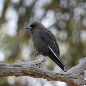 Artamus cyanopterus at Paddys River, ACT - 10 Nov 2018 10:19 AM