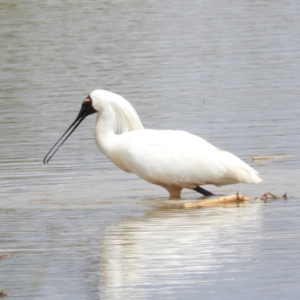 Platalea regia at Fyshwick, ACT - 10 Nov 2018