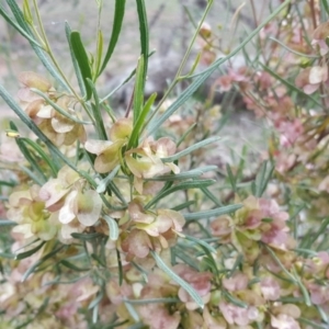 Dodonaea viscosa subsp. angustissima at Symonston, ACT - 10 Nov 2018 04:05 PM