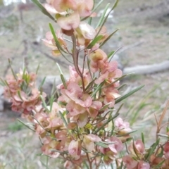 Dodonaea viscosa subsp. angustissima at Symonston, ACT - 10 Nov 2018