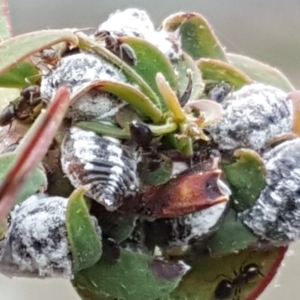 Melanococcus albizziae at Jerrabomberra, ACT - 10 Nov 2018