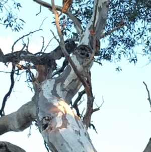 Callocephalon fimbriatum at Hughes, ACT - suppressed