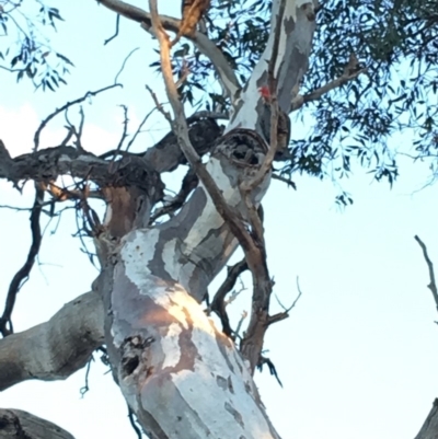 Callocephalon fimbriatum (Gang-gang Cockatoo) at Red Hill to Yarralumla Creek - 10 Nov 2018 by KL