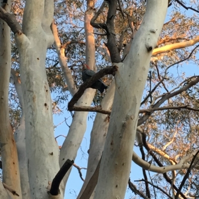 Callocephalon fimbriatum (Gang-gang Cockatoo) at Red Hill to Yarralumla Creek - 10 Nov 2018 by KL