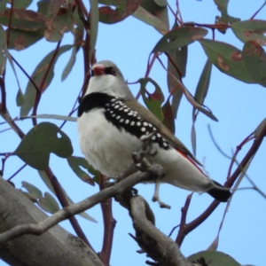 Stagonopleura guttata at Tharwa, ACT - suppressed