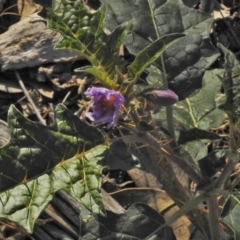 Solanum cinereum (Narrawa Burr) at Chifley, ACT - 10 Nov 2018 by JohnBundock