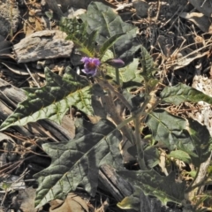 Solanum cinereum at Chifley, ACT - 10 Nov 2018 04:40 PM