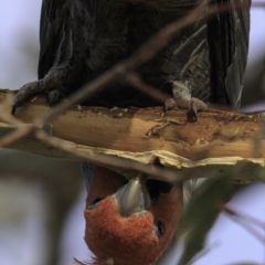 Callocephalon fimbriatum (Gang-gang Cockatoo) at Red Hill to Yarralumla Creek - 4 Nov 2018 by BIrdsinCanberra