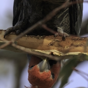 Callocephalon fimbriatum at Hughes, ACT - 4 Nov 2018