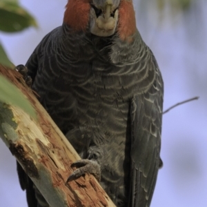 Callocephalon fimbriatum at Hughes, ACT - 4 Nov 2018