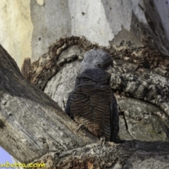 Callocephalon fimbriatum at Hughes, ACT - 4 Nov 2018