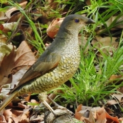 Ptilonorhynchus violaceus (Satin Bowerbird) at Paddys River, ACT - 9 Nov 2018 by JohnBundock