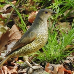 Ptilonorhynchus violaceus (Satin Bowerbird) at Paddys River, ACT - 8 Nov 2018 by JohnBundock