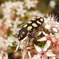 Castiarina decemmaculata (Ten-spot Jewel Beetle) at Namadgi National Park - 10 Nov 2018 by MatthewFrawley