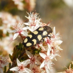 Castiarina decemmaculata at Tennent, ACT - 10 Nov 2018 12:09 PM