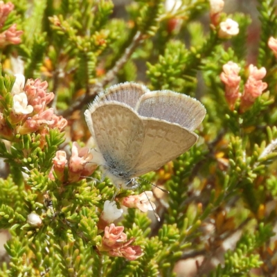 Zizina otis (Common Grass-Blue) at Tennent, ACT - 10 Nov 2018 by MatthewFrawley