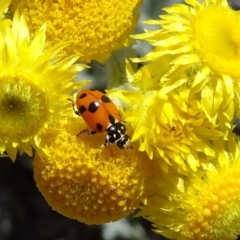Hippodamia variegata (Spotted Amber Ladybird) at Reid, ACT - 9 Nov 2018 by JanetRussell