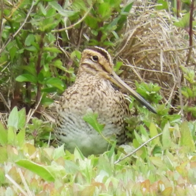 Gallinago hardwickii (Latham's Snipe) at Jerrabomberra Wetlands - 10 Nov 2018 by MatthewFrawley