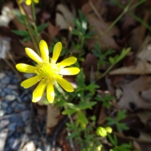 Ranunculus amphitrichus at Reid, ACT - 10 Nov 2018 08:17 AM