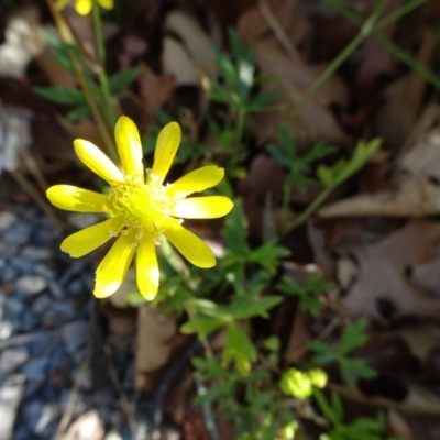 Ranunculus amphitrichus (Small River Buttercup) at Reid, ACT - 9 Nov 2018 by JanetRussell