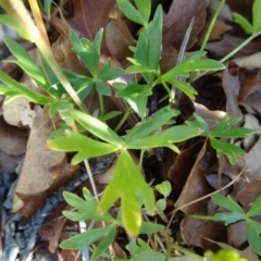 Ranunculus amphitrichus at Reid, ACT - 10 Nov 2018 08:17 AM