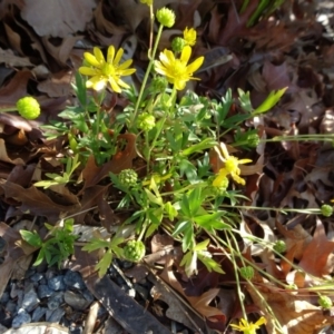 Ranunculus amphitrichus at Reid, ACT - 10 Nov 2018 08:17 AM