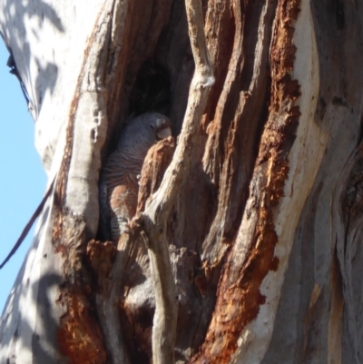 Callocephalon fimbriatum (Gang-gang Cockatoo) at Red Hill to Yarralumla Creek - 10 Nov 2018 by JackyF