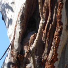 Callocephalon fimbriatum at Hughes, ACT - suppressed