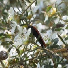 Porrostoma rhipidium (Long-nosed Lycid (Net-winged) beetle) at Pambula, NSW - 10 Nov 2018 by LizAllen