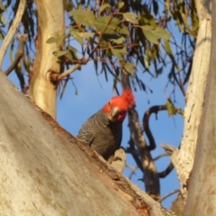 Callocephalon fimbriatum (Gang-gang Cockatoo) at GG55 - 10 Nov 2018 by JackyF