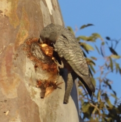 Callocephalon fimbriatum at Deakin, ACT - suppressed