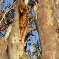 Callocephalon fimbriatum at Deakin, ACT - 10 Nov 2018