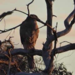 Tachyspiza fasciata (Brown Goshawk) at Deakin, ACT - 10 Nov 2018 by JackyF