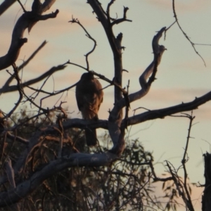 Accipiter fasciatus at Deakin, ACT - 10 Nov 2018